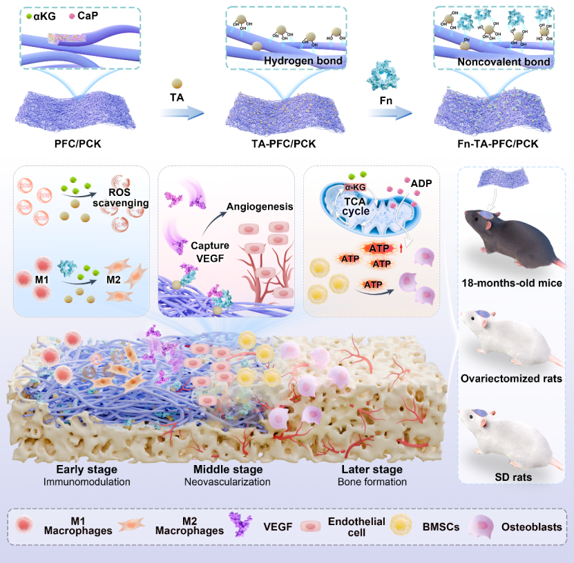 四川大学李吉东/李玉宝教授：纤维支架通过调节能量、免疫和血管生成促进老龄骨再生